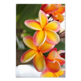 Red and Yellow Plumeria 2 Photo Print