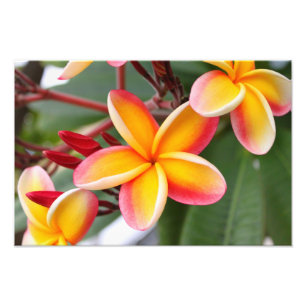 Red and Yellow Plumeria 3 Photo Print