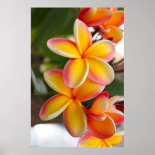 Red and Yellow Plumeria Flowers 2 Poster