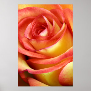 red and yellow rose poster
