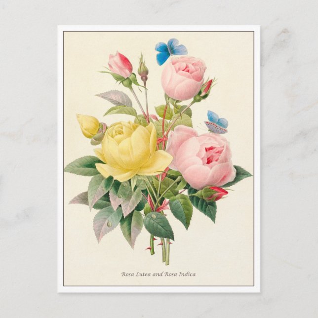 Red and Yellow Roses by Pierre Joseph Redoute Postcard (Front)