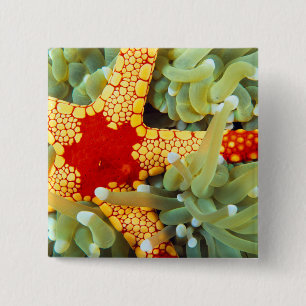 Red And Yellow Sea Star 15 Cm Square Badge