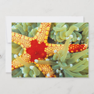Red And Yellow Sea Star Card
