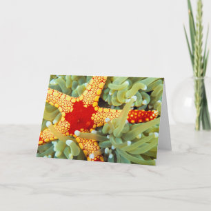Red And Yellow Sea Star Card
