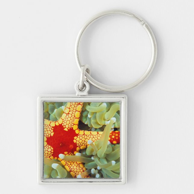 Red And Yellow Sea Star Key Ring (Front)