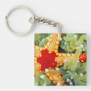 Red And Yellow Sea Star Key Ring
