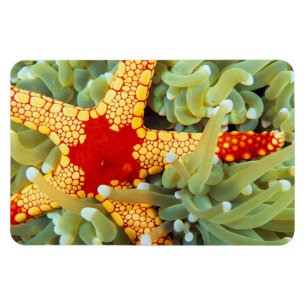 Red And Yellow Sea Star Magnet