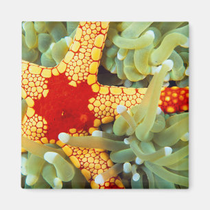 Red And Yellow Sea Star Magnet