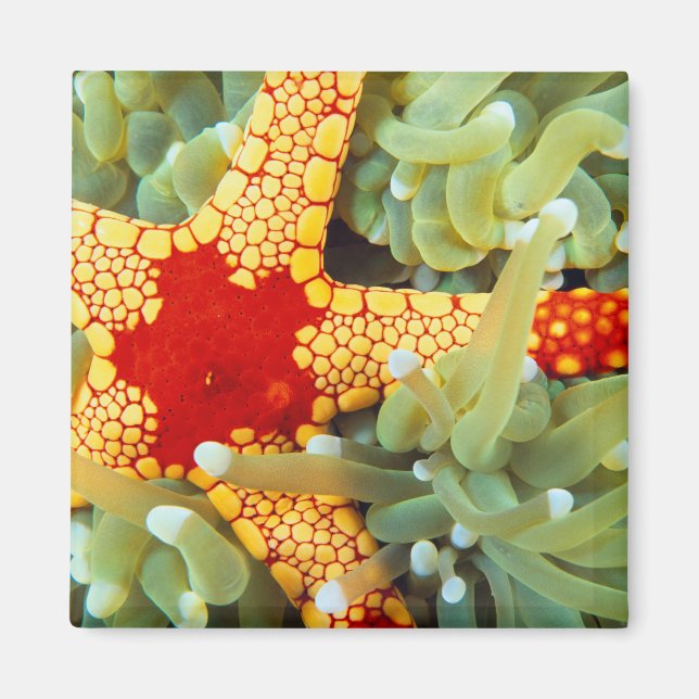 Red And Yellow Sea Star Magnet (Front)