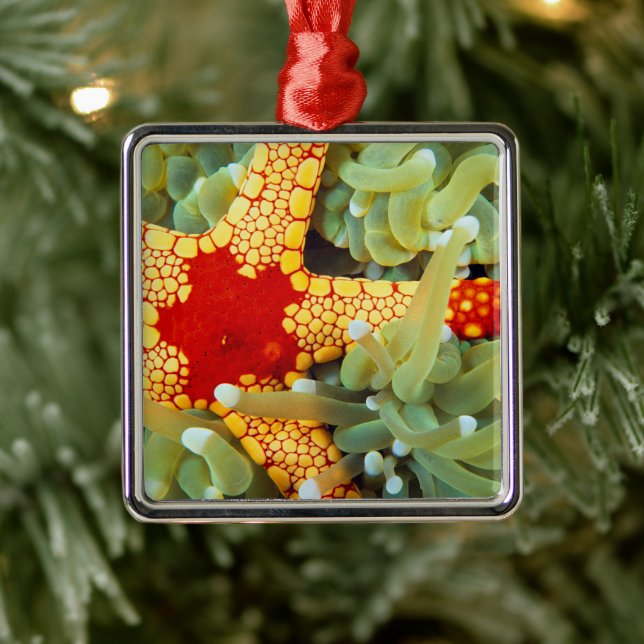 Red And Yellow Sea Star Metal Ornament (Tree)