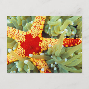 Red And Yellow Sea Star Postcard