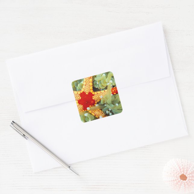 Red And Yellow Sea Star Square Sticker (Envelope)