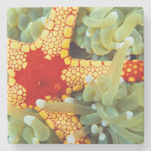 Red And Yellow Sea Star Stone Coaster
