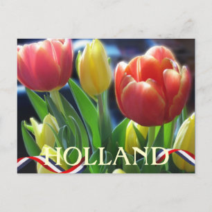 Red and Yellow Spring Tulips Holland Postcard