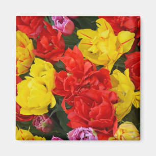Red and yellow spring tulips magnet
