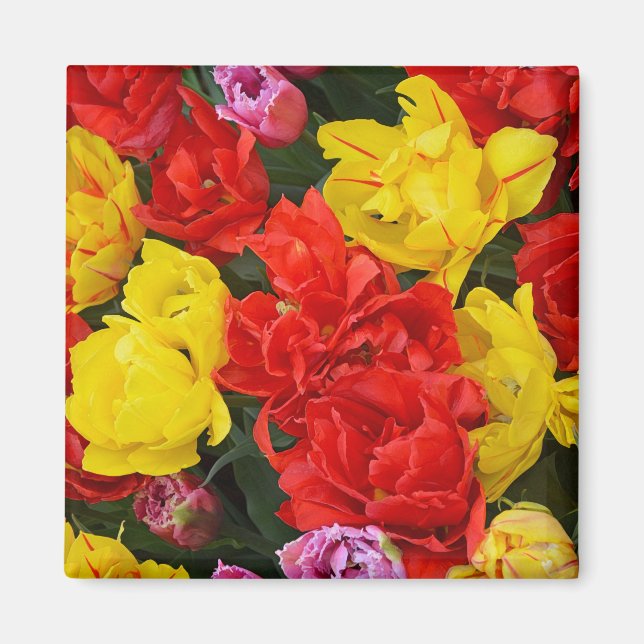 Red and yellow spring tulips magnet (Front)