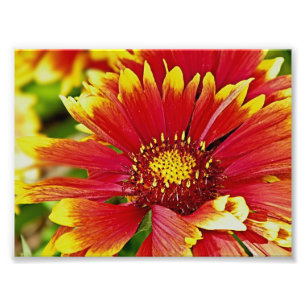 Red and Yellow summer blooms Photo Print