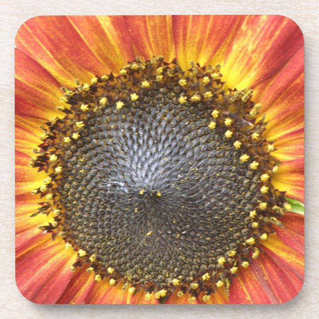 Red and Yellow Sunflower Cork Coaster (Front)