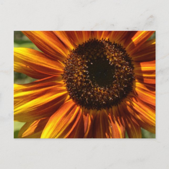 Red and Yellow Sunflower Garden Postcard (Front)