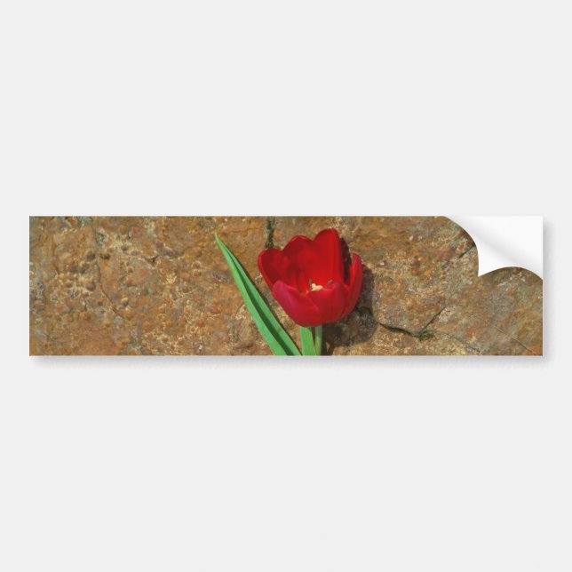Red and Yellow Tulip Bumper Sticker (Front)