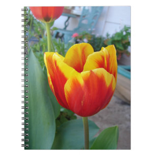 Red and Yellow Tulip floral Garden Photo Notebook