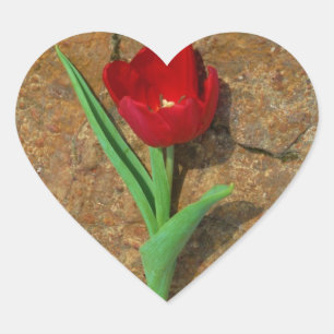 Red and Yellow Tulip Heart Sticker