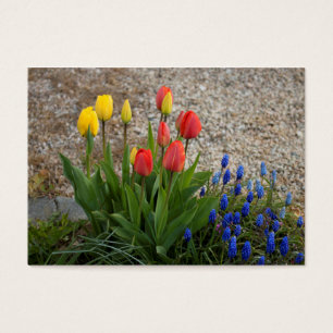 Red And Yellow Tulips