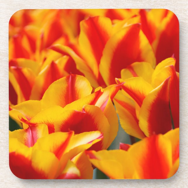 Red and Yellow Tulips Coaster (Front)