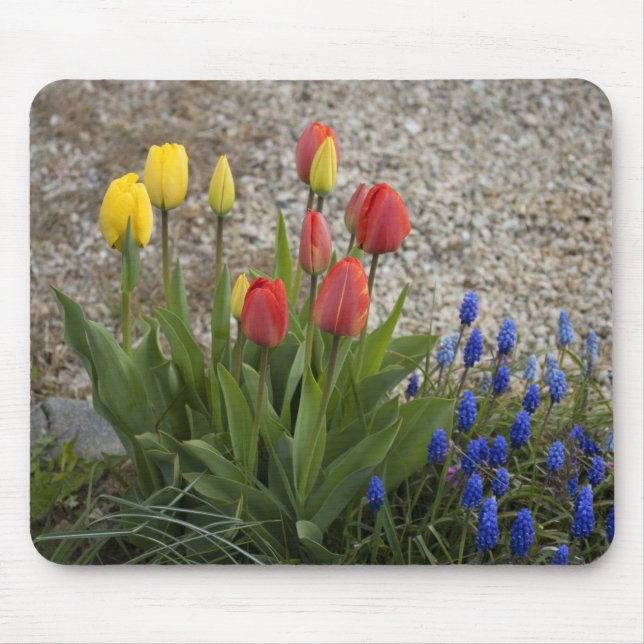 Red And Yellow Tulips Mouse Pad (Front)