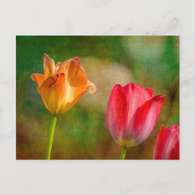 Red and yellow tulips on textured background postcard (Front)