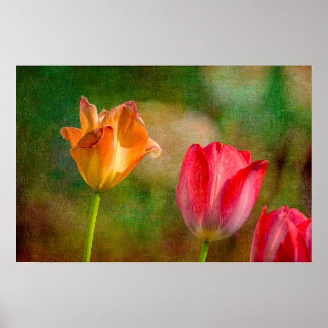 Red and yellow tulips on textured background poster (Front)