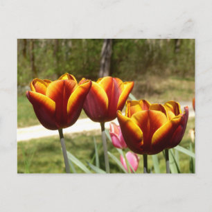 Red and Yellow Tulips Postcard