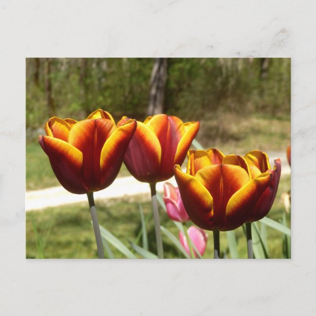 Red and Yellow Tulips Postcard (Front)