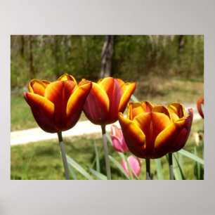 Red and Yellow Tulips Poster