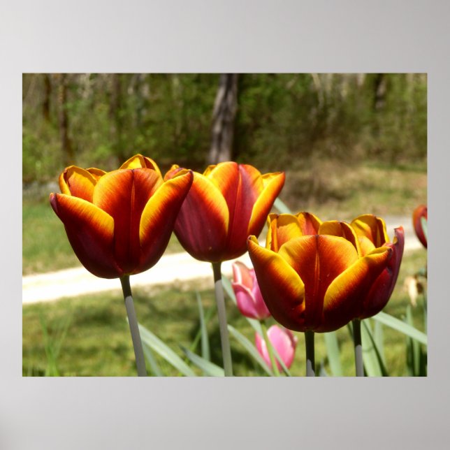 Red and Yellow Tulips Poster (Front)