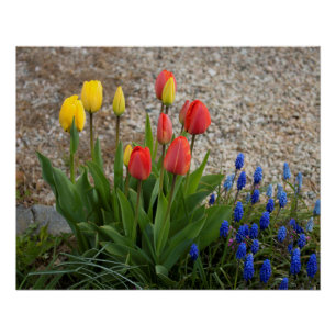 Red And Yellow Tulips Poster