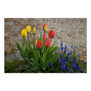 Red And Yellow Tulips Poster