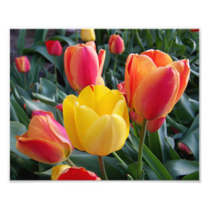Red and Yellow Tulips Rock Garden Photo Print