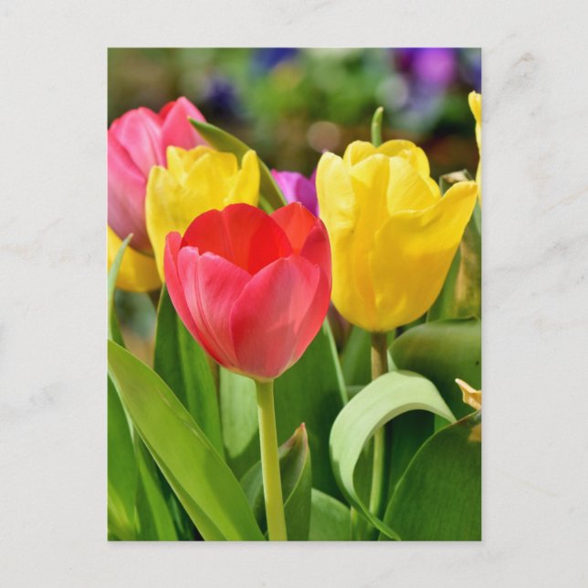 Red and Yellow Tulips Spring Garden  Postcard (Front)