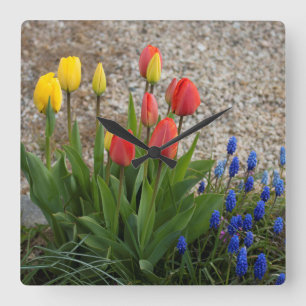 Red And Yellow Tulips Square Wall Clock