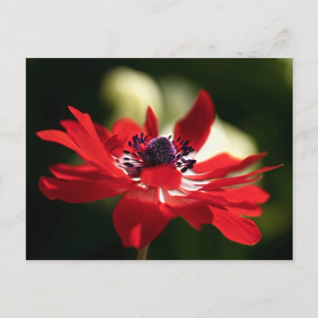 Red Anemone Flower Postcard (Front)