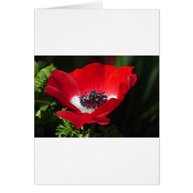 Red Anemone.JPG (Front)