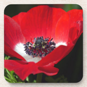 Red Anemone.JPG Coaster