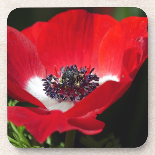 Red Anemone.JPG Coaster (Front)