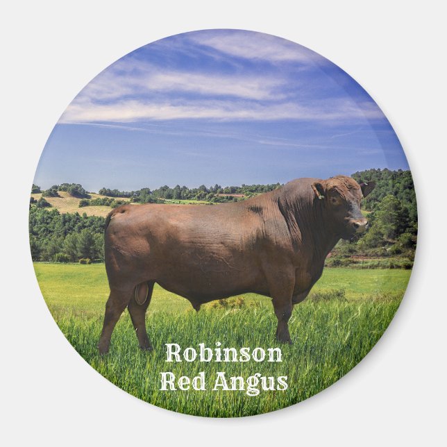 Red Angus Bull Magnet (Front)