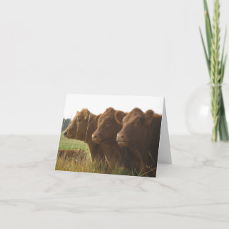 Red Angus Calves in a Field Note Card