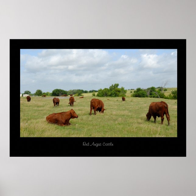Red Angus Cattle Poster Print (Front)