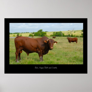 Red Angus Cattle Poster Print