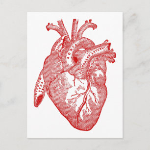 Red Antique Anatomical Heart Postcard
