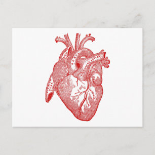 Red Antique Anatomical Heart Postcard